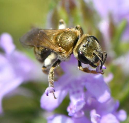 Seladonia subaurata